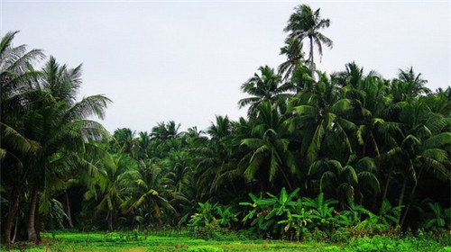 一品香烧卤系列